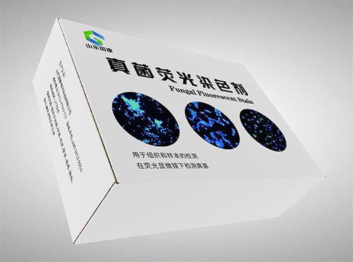 真菌荧光染色液/真菌荧光检测试剂
